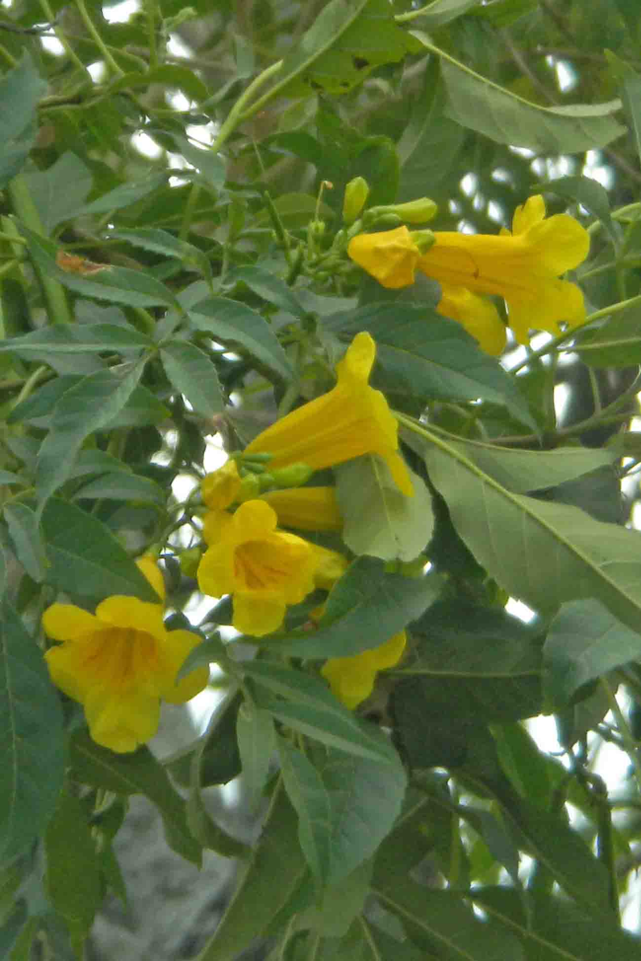 Tecoma stans
